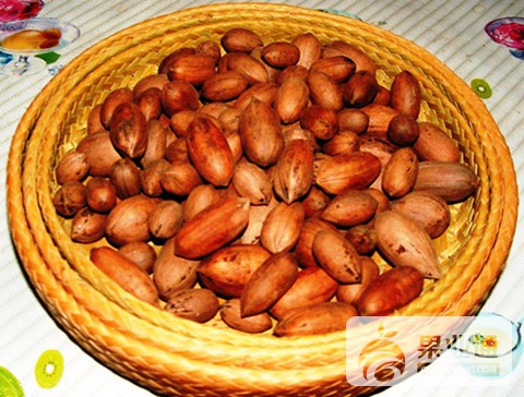 2-美国山核桃-波尼果实-100.jpg