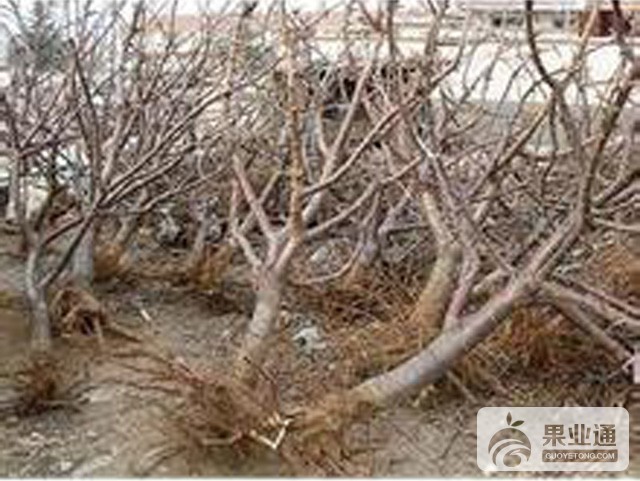 大樱桃死树烂根原因及防治