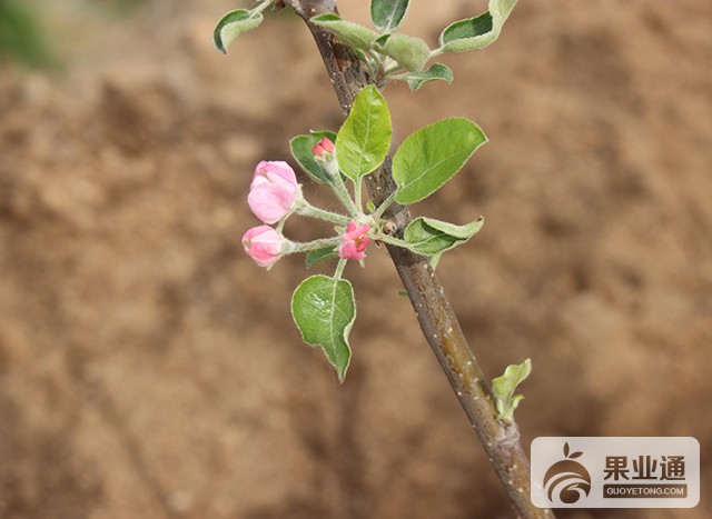 為什麼今年的腋花芽格外的多呢?