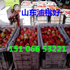 YS-PFSC-004.jpg