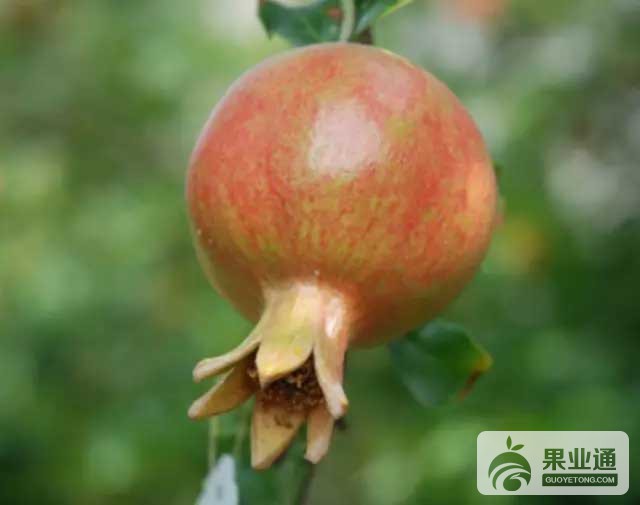 我国主要产区优质石榴品种介绍