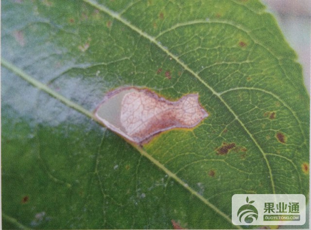 枣灰斑病的鉴别与无公害防治