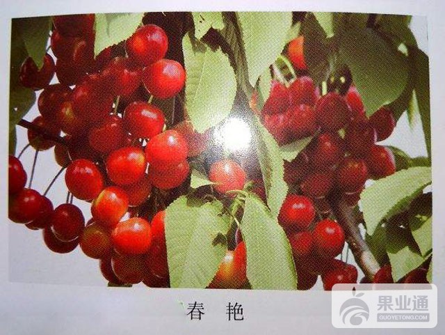 145704c49dtldqoktagsoc.jpg