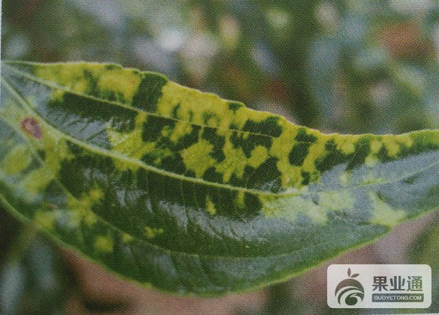 枣花叶病的鉴别与无公害防治
