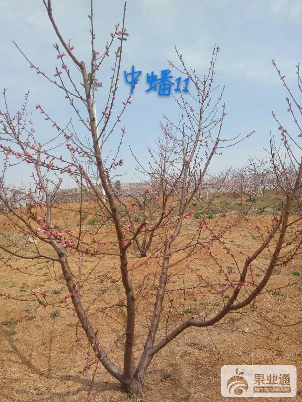 115619xxdijh5dnqxnz13g.jpg