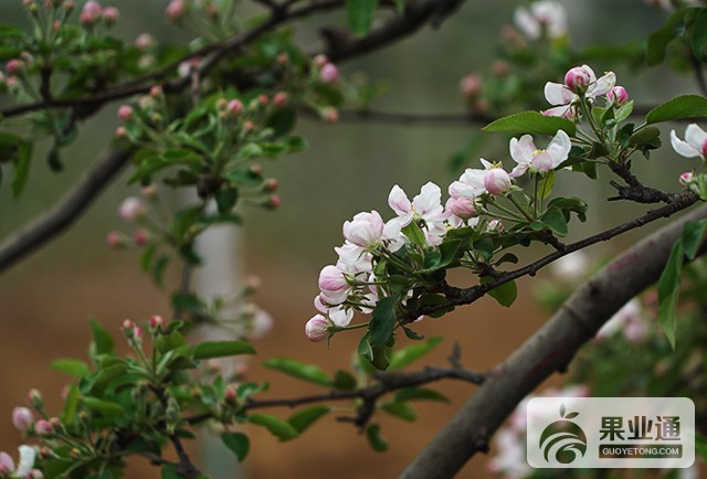苹果开花前病虫害防治应注意的问题