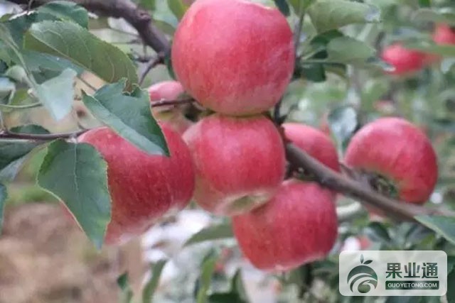 苹果中晚熟品种：青研红