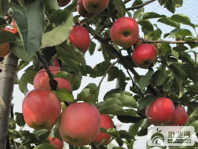 苹果中晚熟品种：斗南