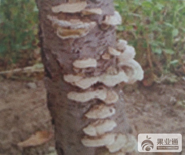 枣树木腐病的鉴别与无公害防治