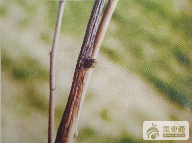 枣树茎腐病的鉴别与无公害防治