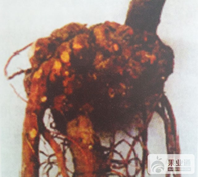 枣树根癌病的鉴别与无公害防治
