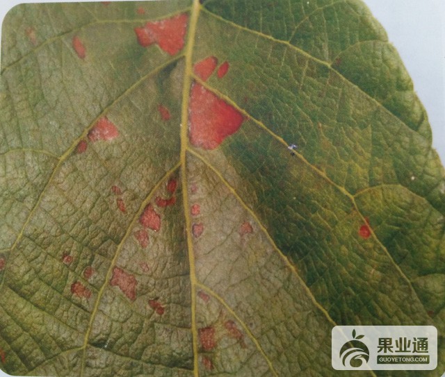 猕猴桃拟盘多毛孢叶斑病