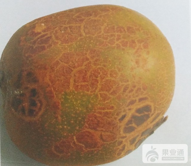 猕猴桃粗皮病