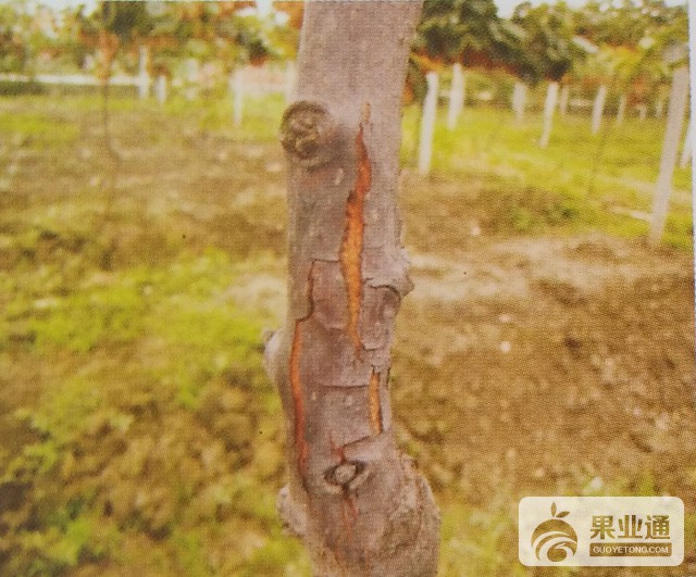 猕猴桃藤肿病