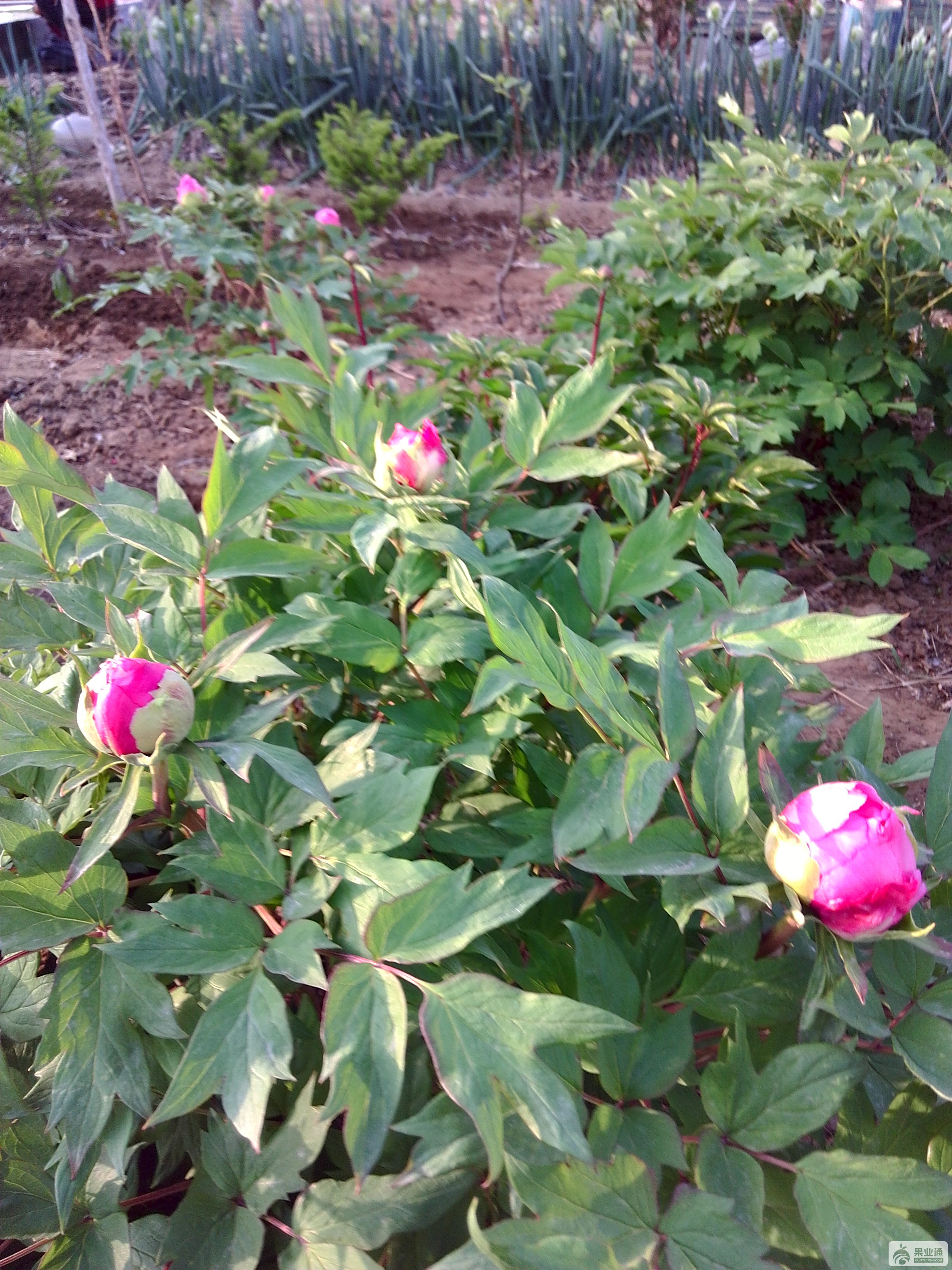 IMG_20170429_062824.jpg