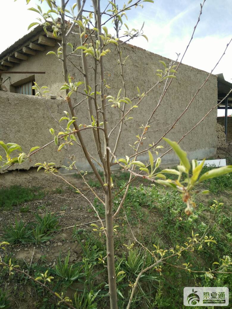 094230amofpe60tkiix5ii.jpg