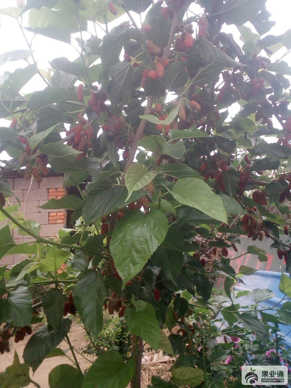 144041utgex3s3egbbsisf.jpg