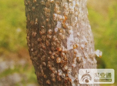 猕猴桃虫害介壳虫——桑白盾蚧