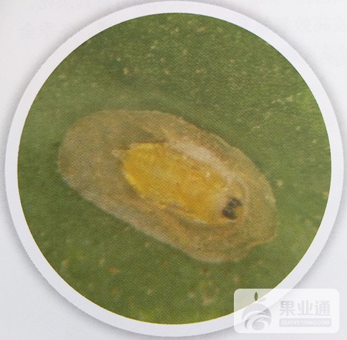 猕猴桃虫害介壳虫——糠片盾蚧