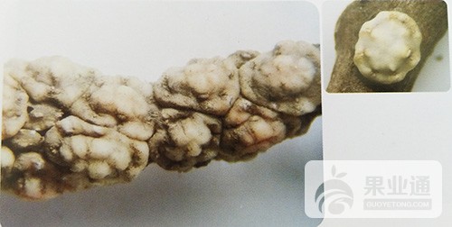 猕猴桃虫害介壳虫——龟蜡蚧