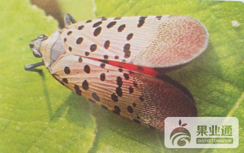 猕猴桃虫害——斑衣蜡蝉