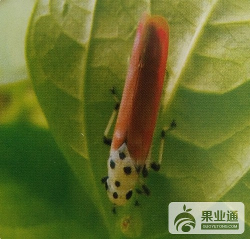 猕猴桃虫害——尖凹大叶蝉