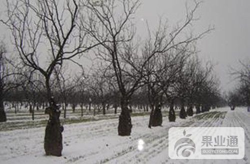 枣树冻害的鉴别与无公害防治