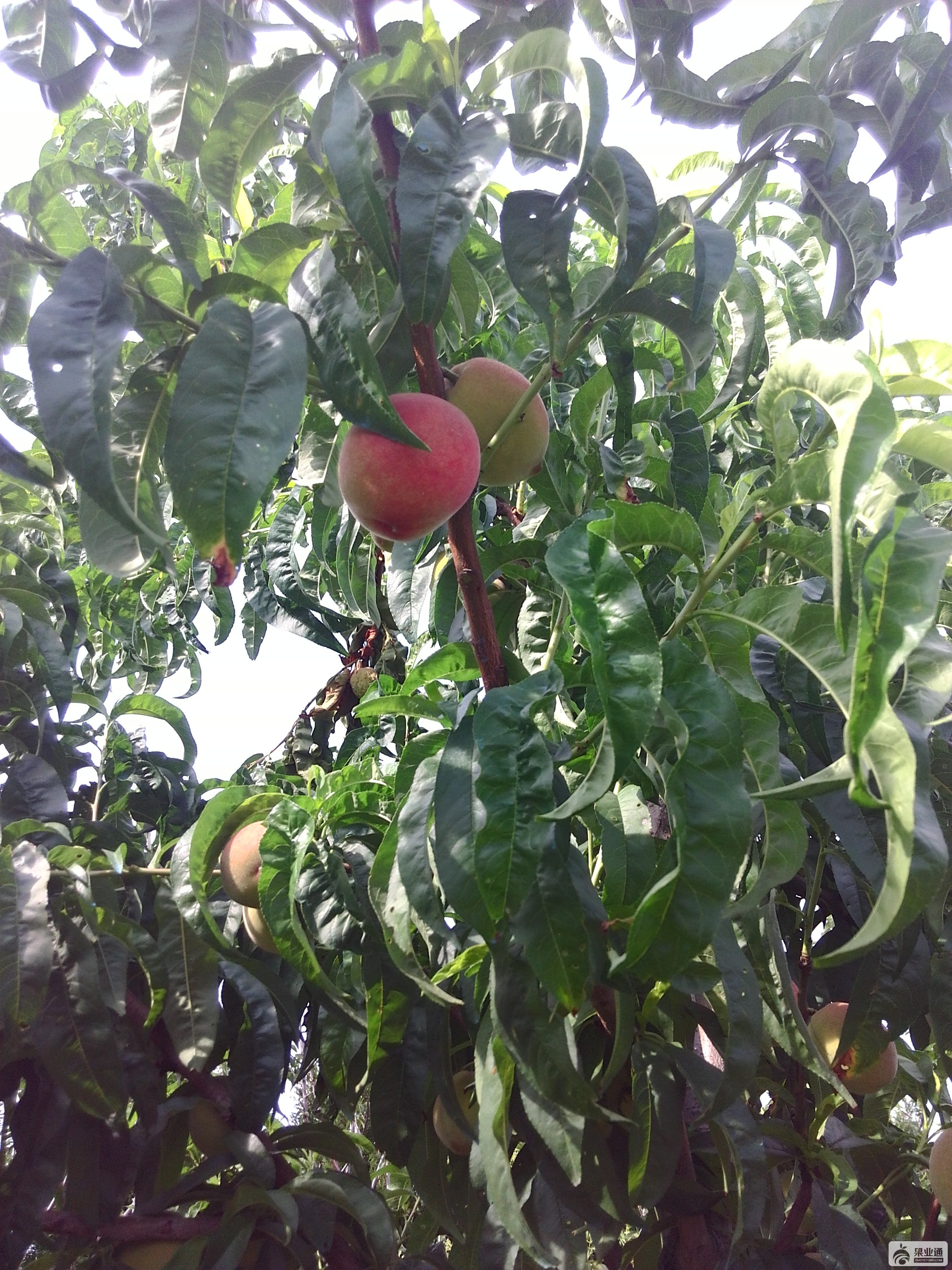 IMG_20170609_155534.jpg