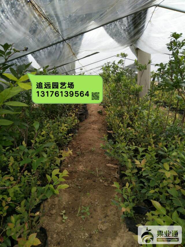 214837vblldd33334dabhs.jpg
