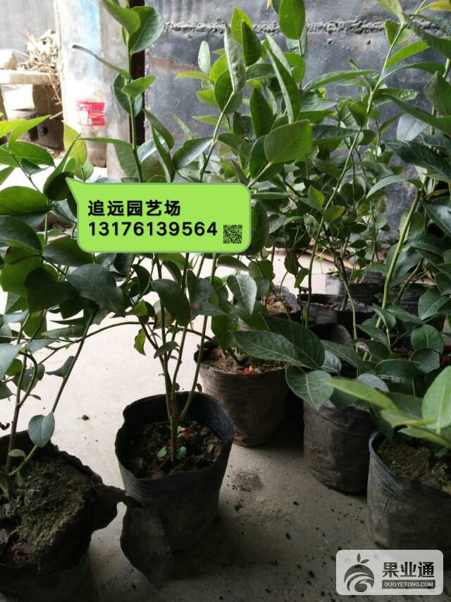 214843dojjjkpooh7rp5qj.jpg