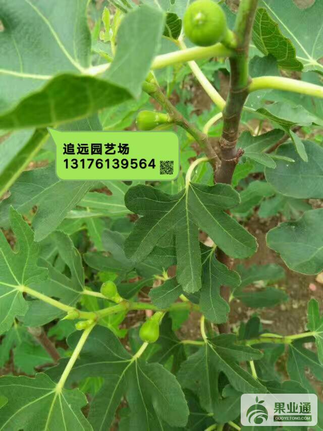 214845byms8900nnsv3vfv.jpg