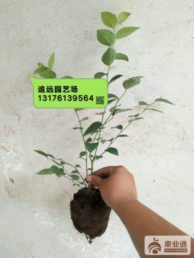 214846m6oow000we0oaaz3.jpg