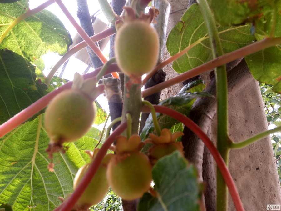 IMG20170610095230.jpg