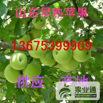 辽伏苹果136-05.jpg