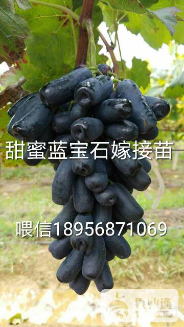 223520ew9u42dq9wzx9lq2.jpg