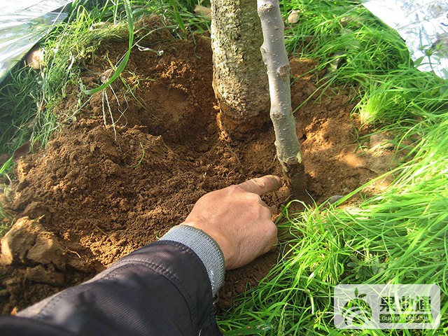 22、烂葫芦（4）.jpg