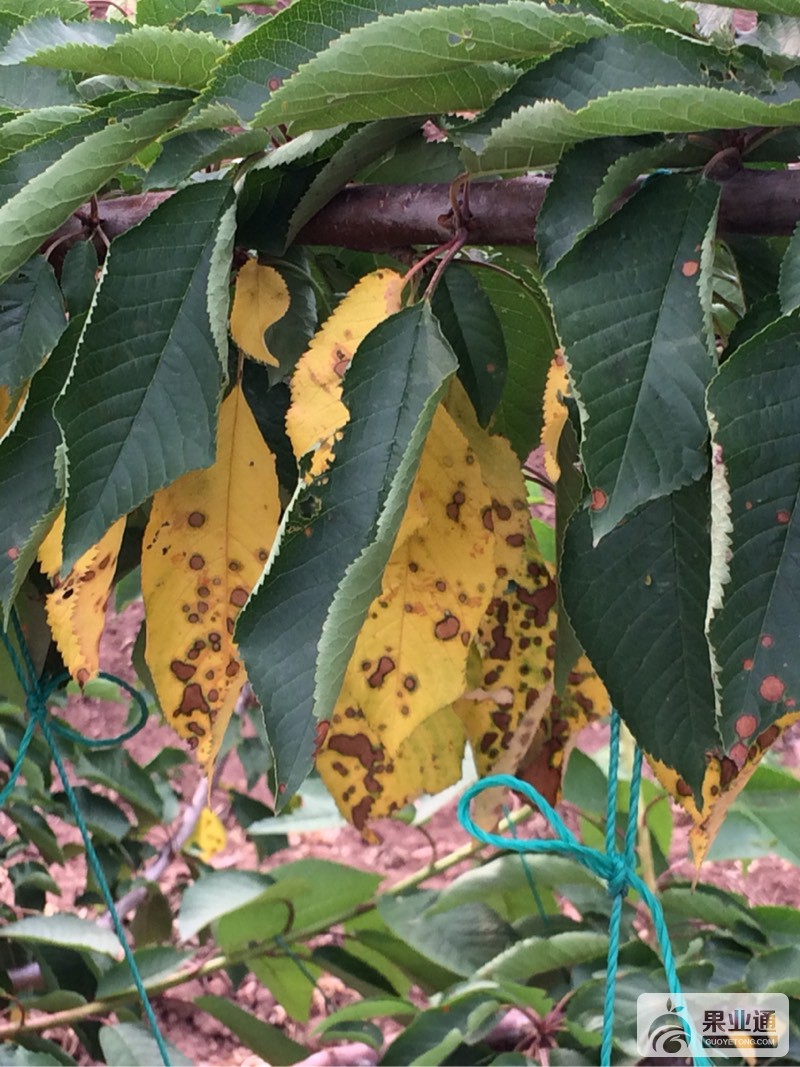 075003v2gyo742m7oytmt4.jpg