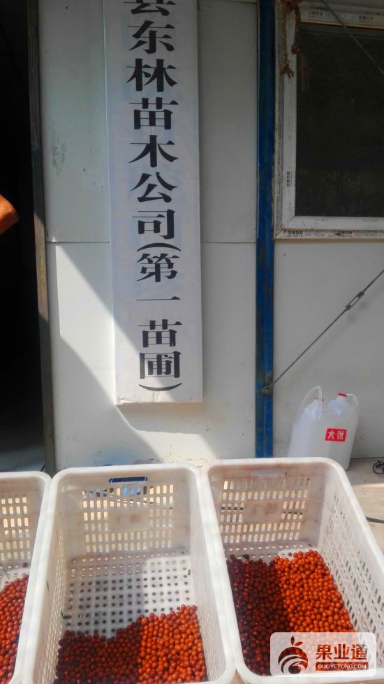 5-美国猴头核桃原籽与公司牌-120.jpg