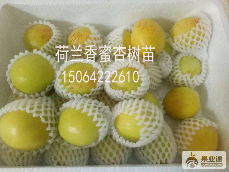 154343hyy8uombl28u8bql.jpg