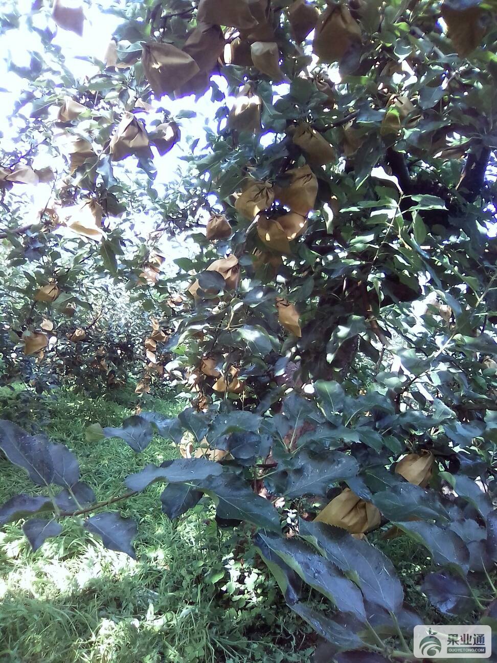 084738slpuidko1xllj0za.jpg