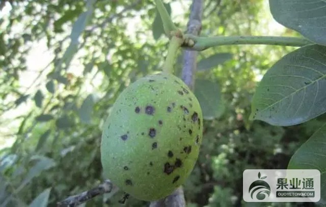 核桃黑斑病