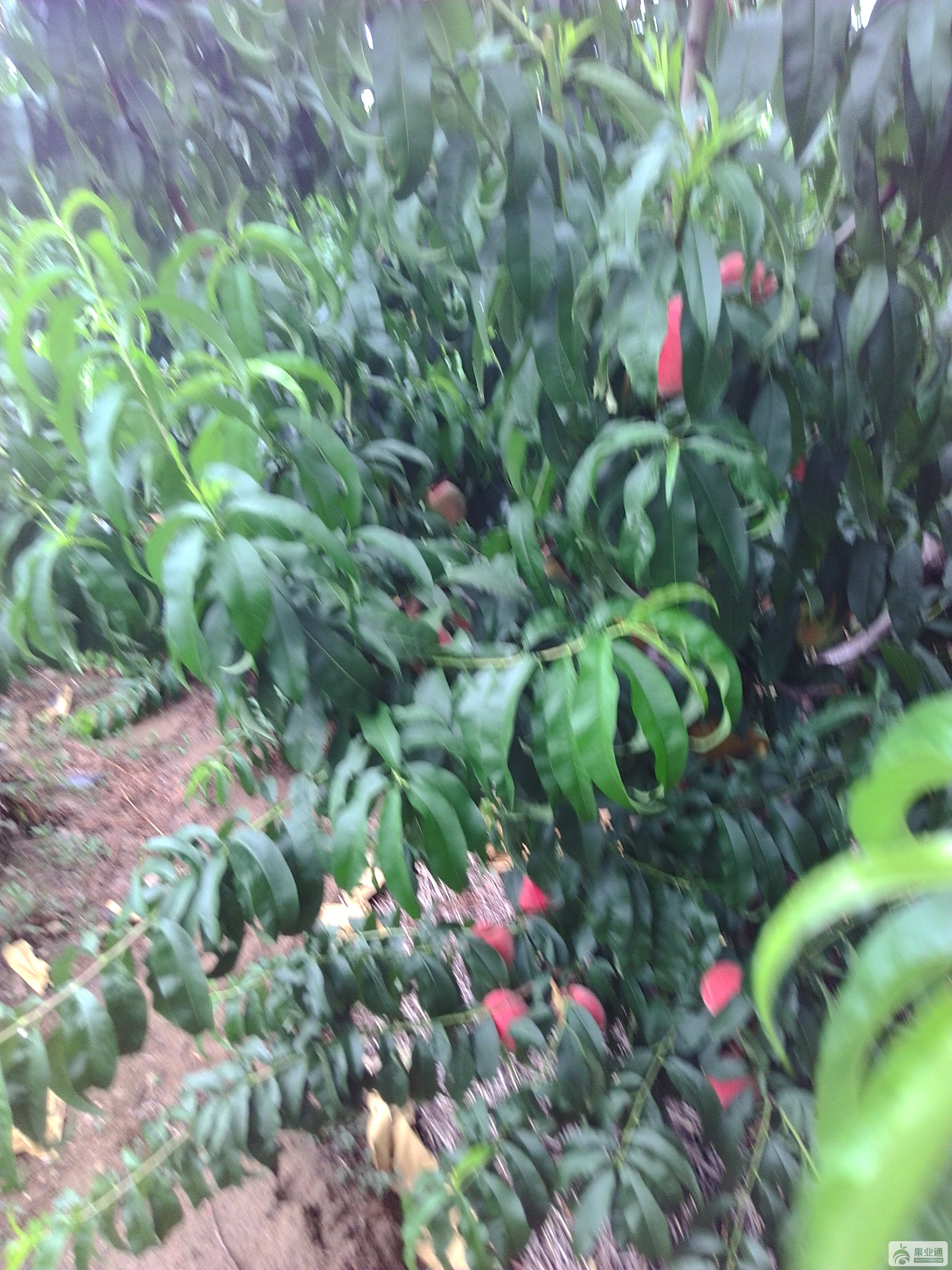 IMG_20170709_170912.jpg