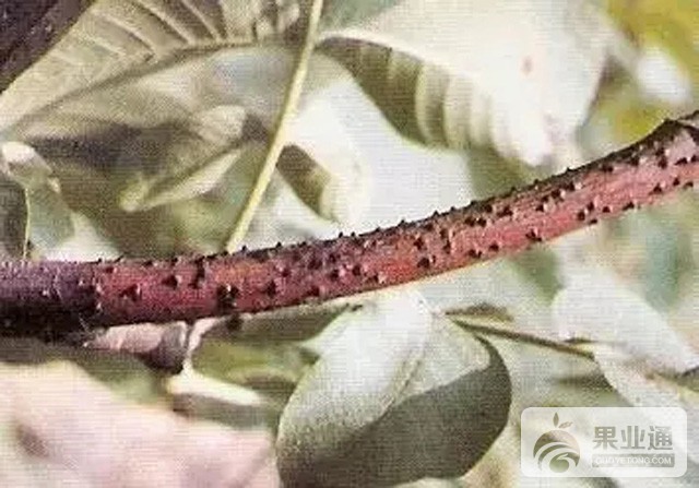 核桃枯枝病