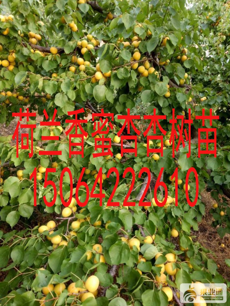 thumb_5859da8a2176a3.jpg