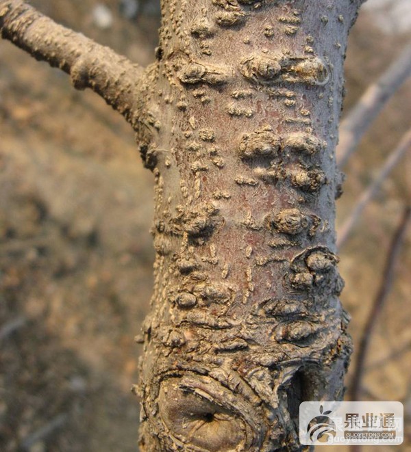 19、树干轮纹病（3）.jpg