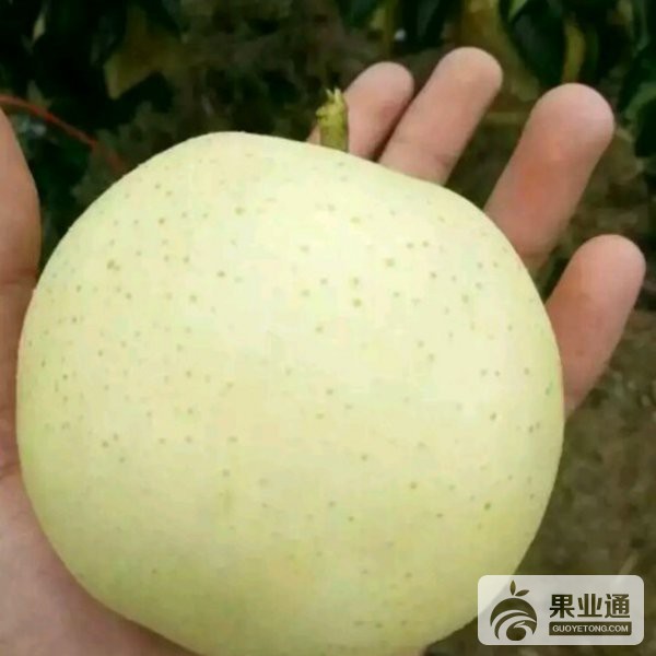 720E36L1A1ChRkRllmM_qAL2tCAADEjWJNgsU16!600x600.JPEG