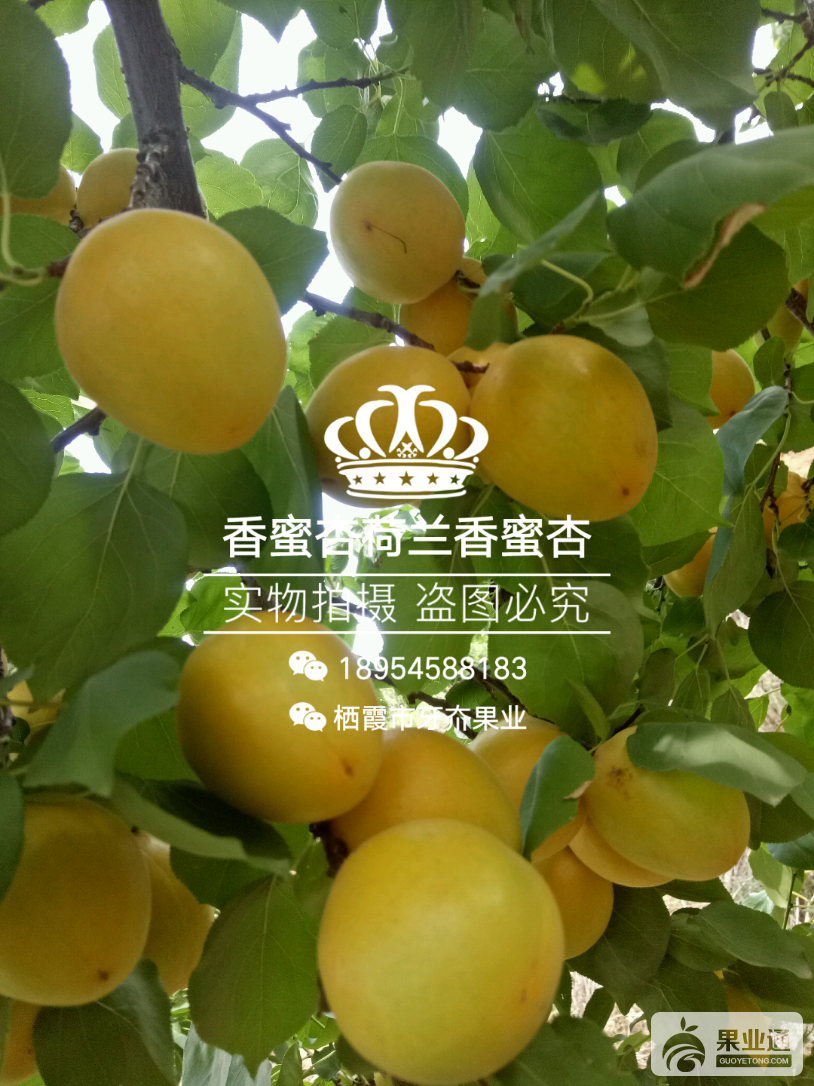 wsManager_1501160793193.png