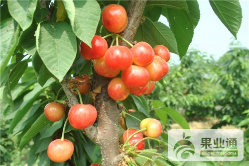 布鲁克斯