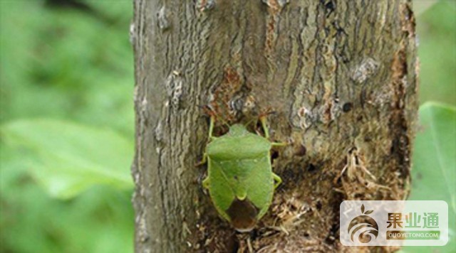 绿盲蝽在枣树上暴发成灾的原因及防治方法