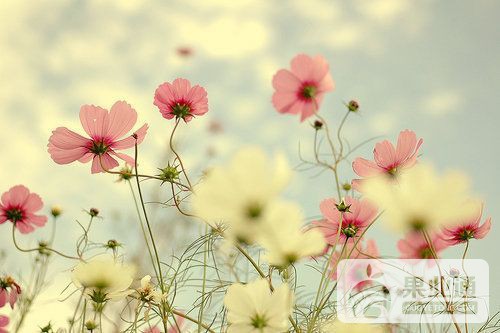 ff2dac4ab13f3c51b9aae369815107b2dbcd394878fe-2ZxMiw_fw554.jpg